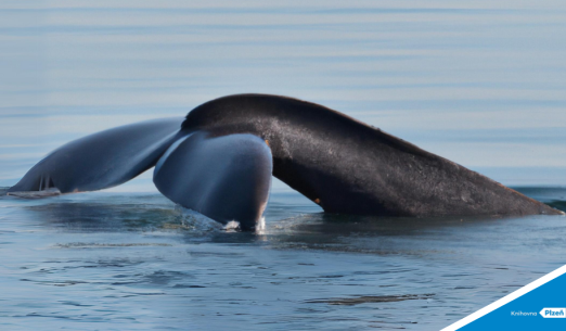 Velryba z Lorina