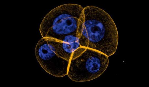 Bohatství mikrosvěta