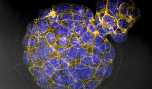 Bohatství mikrosvěta