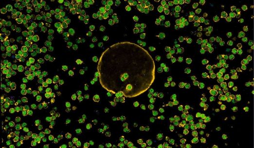 Bohatství mikrosvěta