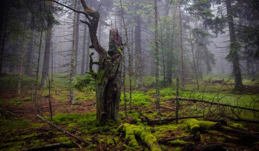 Farář lesů Šumavy