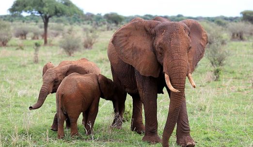 Tomáš Kubeš: Tanzanie – nejúžasnější safari