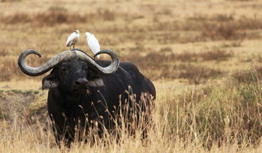 Tomáš Kubeš: Tanzanie – nejúžasnější safari