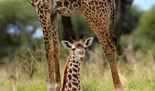Tomáš Kubeš: Tanzanie – nejúžasnější safari