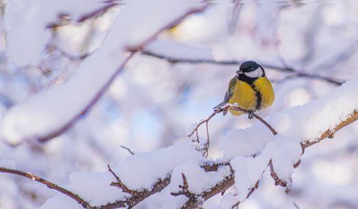 Hravá dílná - ptáci v zimě