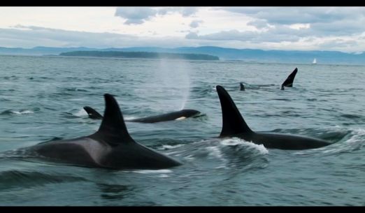 Ozvěny EKOFILMu v Plzni