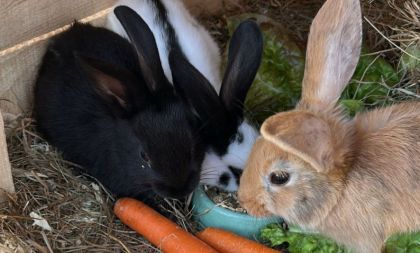 Příměstský tábor - zootropolis