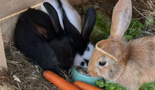 Příměstský tábor - zootropolis