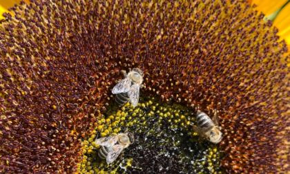 Hravá dílna - hmyz a včely