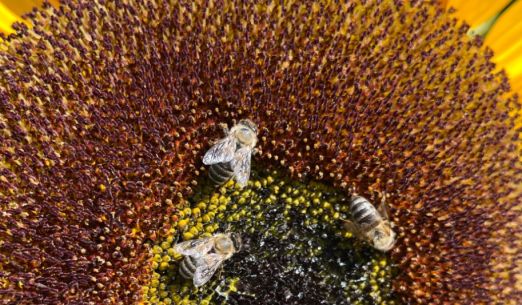 Hravá dílna - hmyz a včely