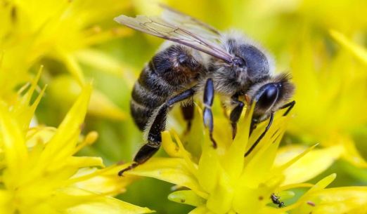 Povídání o medu a medovině