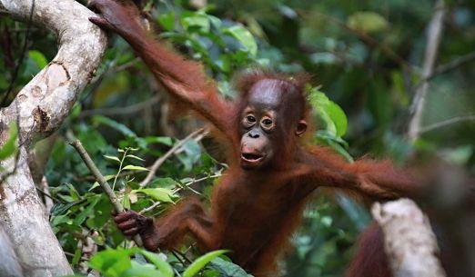 Tomáš Kubeš: Indonésie