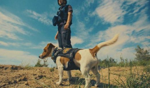 My, naši mazlíčci a válka