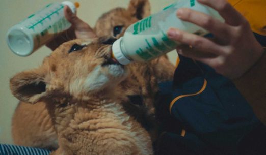 My, naši mazlíčci a válka