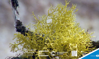 Kinedok: Lišejníky + Holoseč