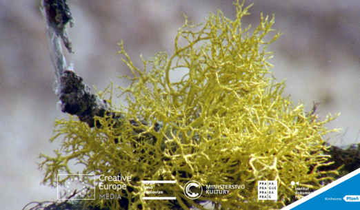 Kinedok: Lišejníky + Holoseč