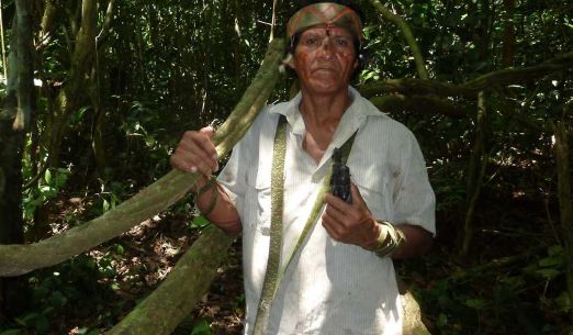 Maestra Ayahuasca