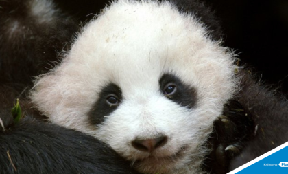 AFOkino: Nespoutaná panda