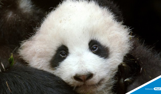 AFOkino: Nespoutaná panda