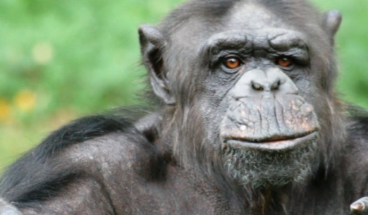 Zoo Plzeň: docela jiný svět