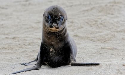 Galapágy: Cestovatelské promítání