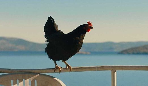 Slepice